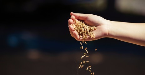  hand with grains of rice