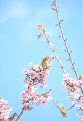 寒桜とメジロ