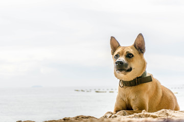 Dog sitting on sand beach