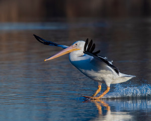 White Pelican