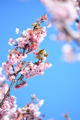 寒桜とメジロ