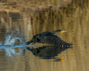 Double Crested Cormorant
