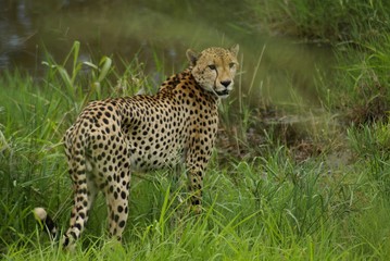 cheetah