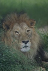 lion