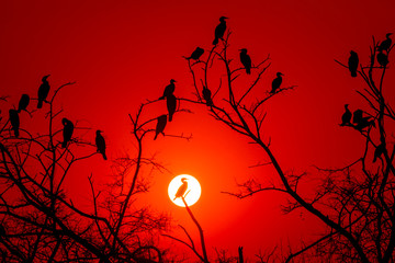 birds silhouette sunset and colors in sky beauty of  nature like painting at keoladeo national park or bharatpur bird sanctuary, rajasthan, india	