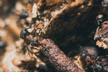 forest ants team carry out their work in an anthill. A perfect example of teamwork. Selective focus macro shot with shallow DOF