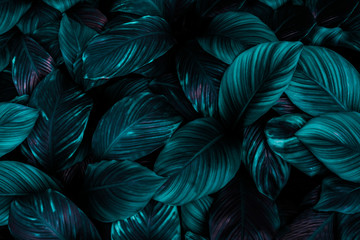 Obraz na płótnie Canvas leaves of Spathiphyllum cannifolium, abstract dark green texture, nature background, tropical leaf