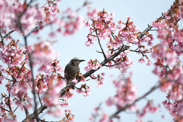 ヒヨドリと桜