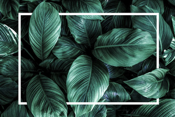 green leaf background © eakarat