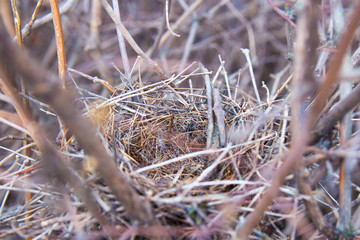 Bird's nest on a branch