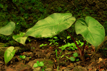 fresh green lettuce in the garden