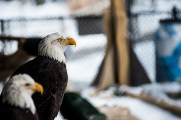 portrait of an american bald eagle