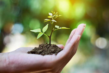 Small trees grow in the soil, and held in the hand.