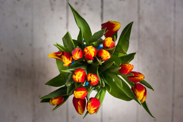 Beautiful tseti tulips on a light background