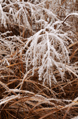 snow on dry inflorescences of a silver grass