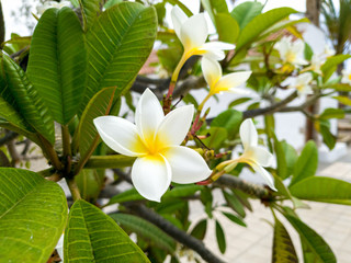 Obraz na płótnie Canvas Closeup image of white magnolia or plumeria flowers growing on the tree