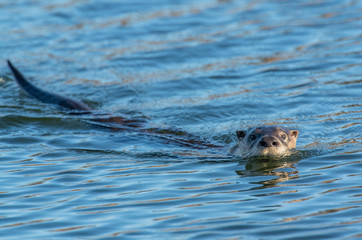 Obraz premium River Otter