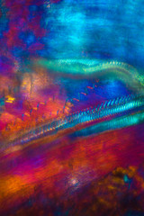 Abstract micrograph of parts of a lily flower.