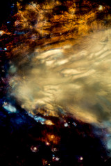 Abstract micrograph of parts of a lily flower.