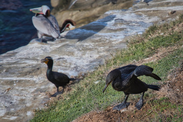 2020-02-18 A BRNDT'S CORMORANT READY TO TAKE FLIGHT IN LA JOLLA CALIFORNIA