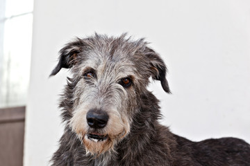 Dog breed  irish wolfhound  portrait on white background
