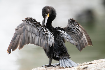 Neotropic Cormorant Phalacrocorax brasilianus