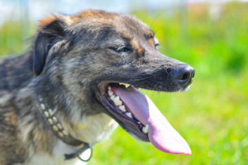 Close up of the head of a beautiful gray and beige dog with an open mouth in the bright sunlight