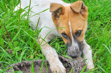 A cute white puppy with a red head nibbles on an old village wicker Shoe lying on the fresh grass