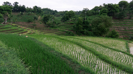 Fototapeta na wymiar Beautiful view of Mareje Lombok's traditional fields. A nature walk in green paddy terrace. Summer vacation in Lombok, Indonesia. New Rice Fields.