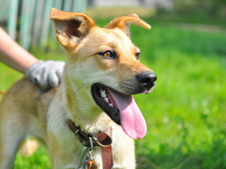 A human hand holds a standing dog by the skin. The dog looks intently at something ahead of him