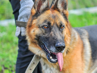 Close-up of a beautiful German shepherd with an open mouth and a protruding tongue