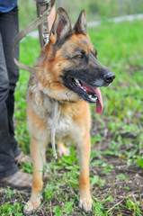 Close-up of a beautiful German shepherd with an open mouth and a protruding tongue