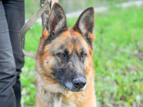Close-up of a beautiful German shepherd, standing at the feet of the owner on a summer or spring day