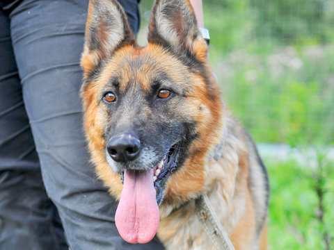 Close-up of a beautiful German shepherd with an open mouth and a protruding tongue