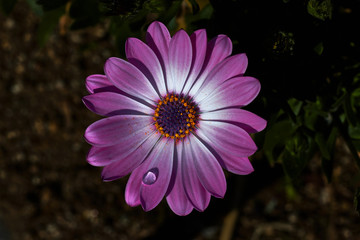 Obraz premium Beautiful flower with purple and white petals, and a raindrop