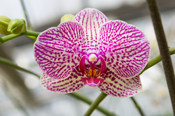 Beautiful closeup colorful Vandeae orchid flower, nature concept, spring and summer blooming...