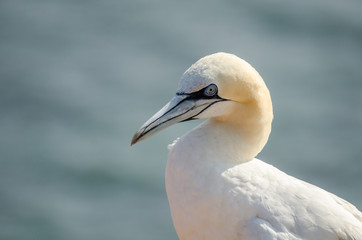 Basstölpel (Morus bassanus) auf der Insel Helgoland, Nordsee, Schleswig-Holstein, Deutschland