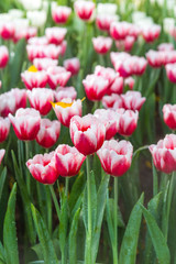 Fresh red and white tulip flower garden background, outdoor day light, nature concept, blooming flower in summer garden