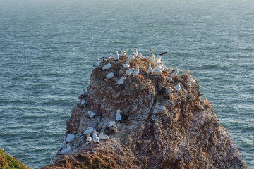 Basstölpel (Morus bassanus), Kolonie auf den schroffen Buntsandsteinfelsen, Helgoland, Nordsee,...