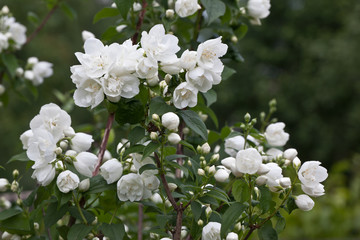 Many fragrant white flowers jasmine on nature
