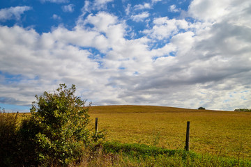 Spring landscape with white clouds on blue sky over yellow field with grass and forest in background
