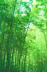 Obraz na płótnie Canvas Green bamboo forest full of sunshine