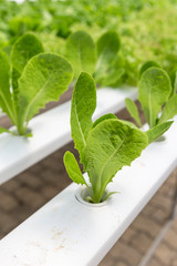 Young cos lettuce growing, hydroponic garden, new vegetable gardening technology