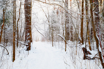 Fototapeta na wymiar Snow covered trees in a winter forest and small path between them