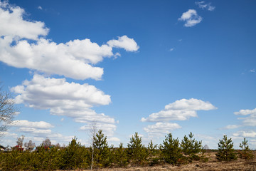 Obraz premium Spring landscape with white clouds on blue sky over yellow field with grass and forest in background