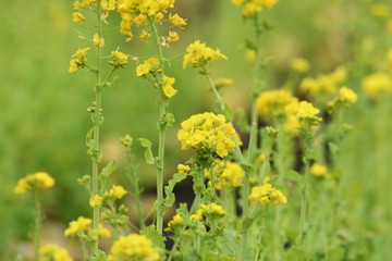 菜の花　黄色い花