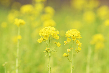 Fototapeta premium 菜の花 黄色い花