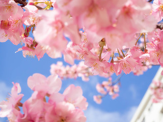 満開になった早咲きの河津桜のクローズアップ