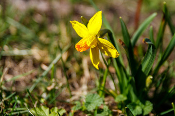 Fototapeta na wymiar Yellow daffodil flowers in garden. Beautiful narcissus on flowerbed