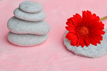 Fototapeta na wymiar Spa background pink, with red gerberas and white stones. Zen, meditation, harmony, calm. Selective focus, place for text